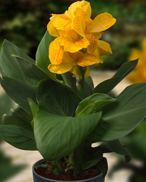 Canna Happy Emily